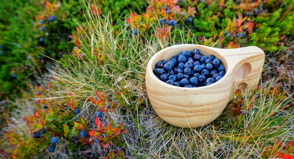 Blueberries in northern norway