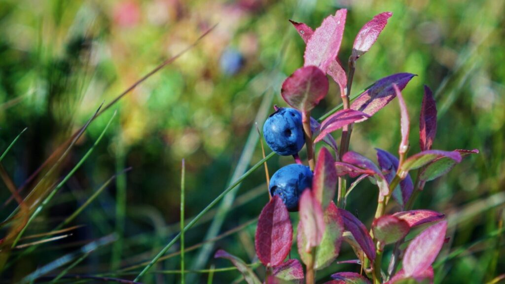 arctic blueberry