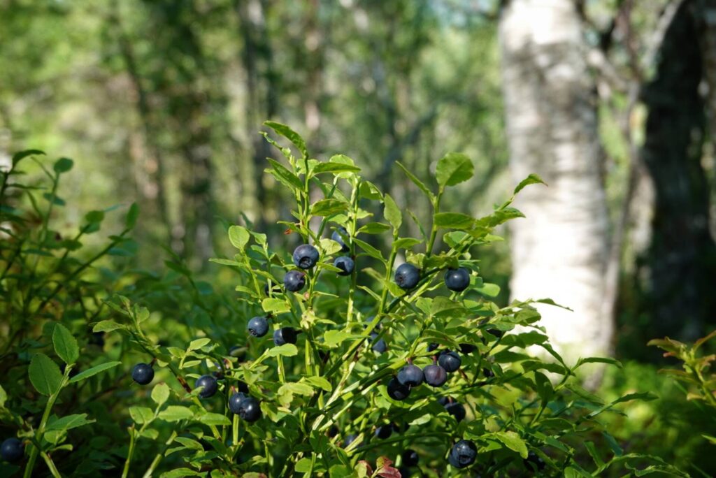 blueberries in bodø