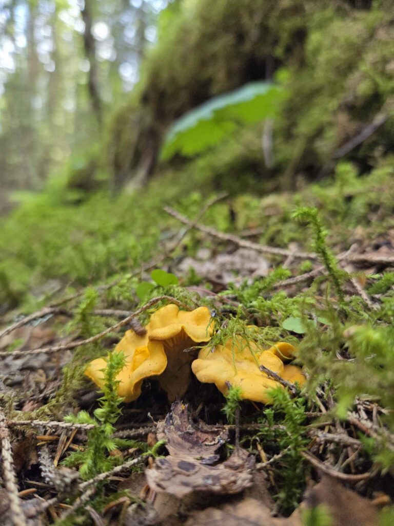 golden chanterelle in Bodø