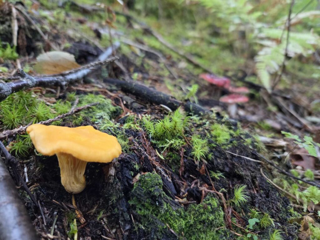 golden chanterelle in bodø