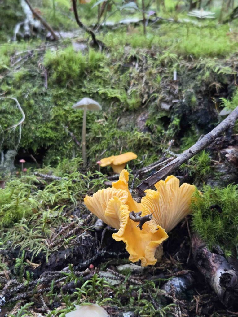 golden chanterelle in bodø