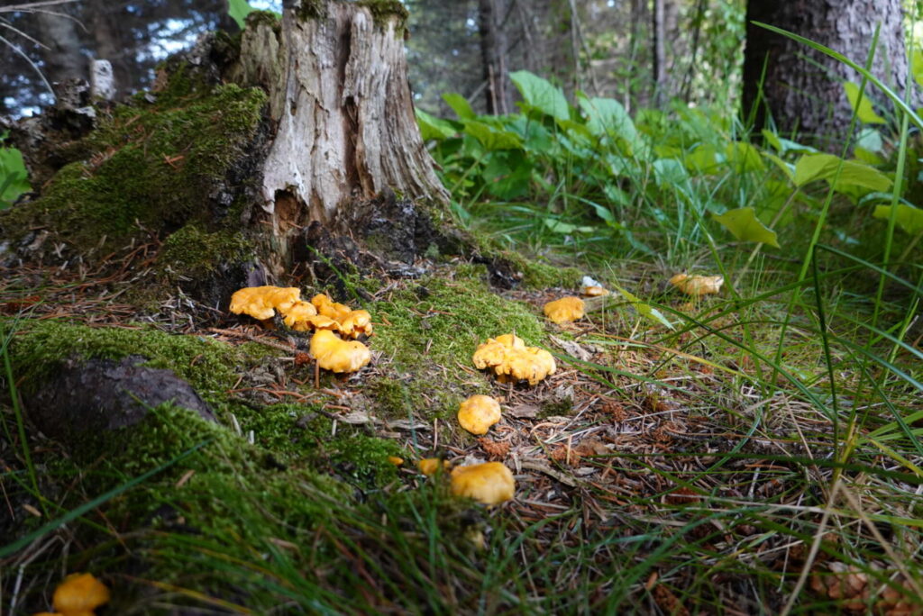 chanterelles in bodø