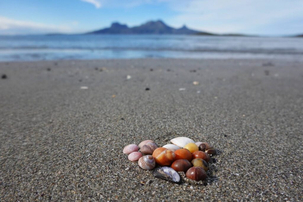 colorful shells by the beach in bodø