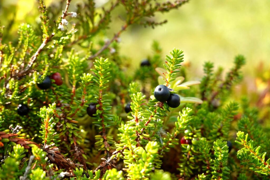 crowberry in bodø