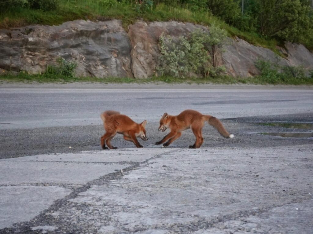 Fox pups in Bodø