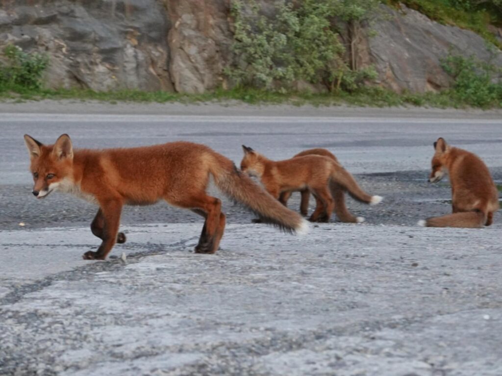 Fox pups in Bodø