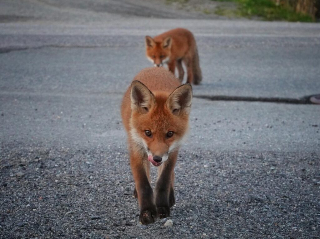 Fox pups in Bodø