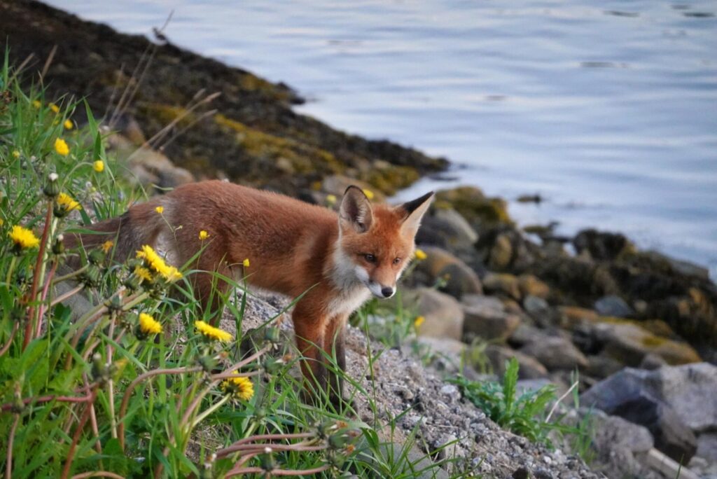 Fox during sunset in Bodø