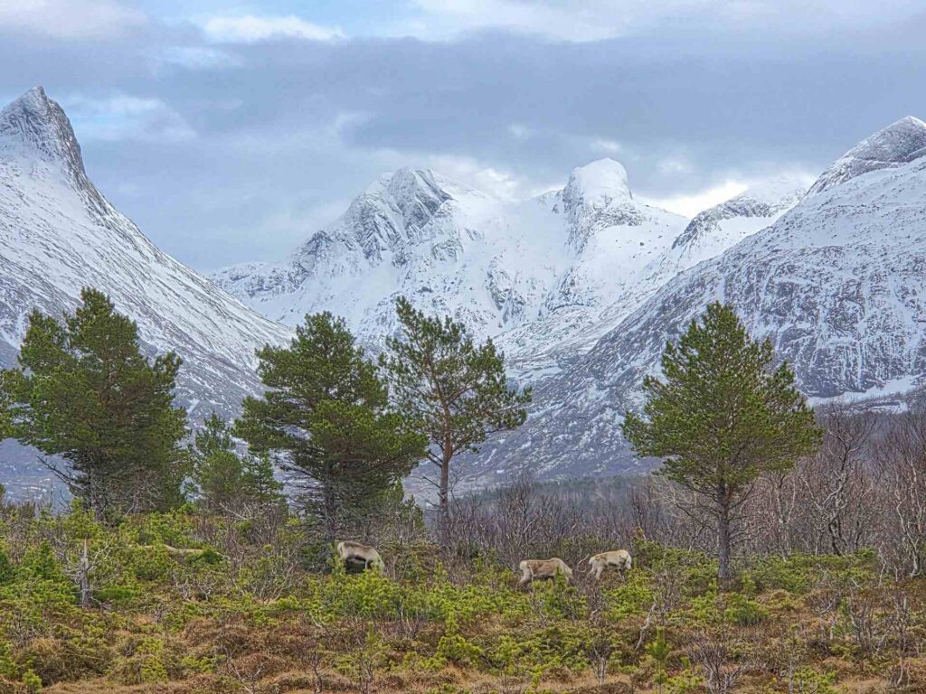 Reindeer and Børvasstindan near Bodø and Saltstraumen