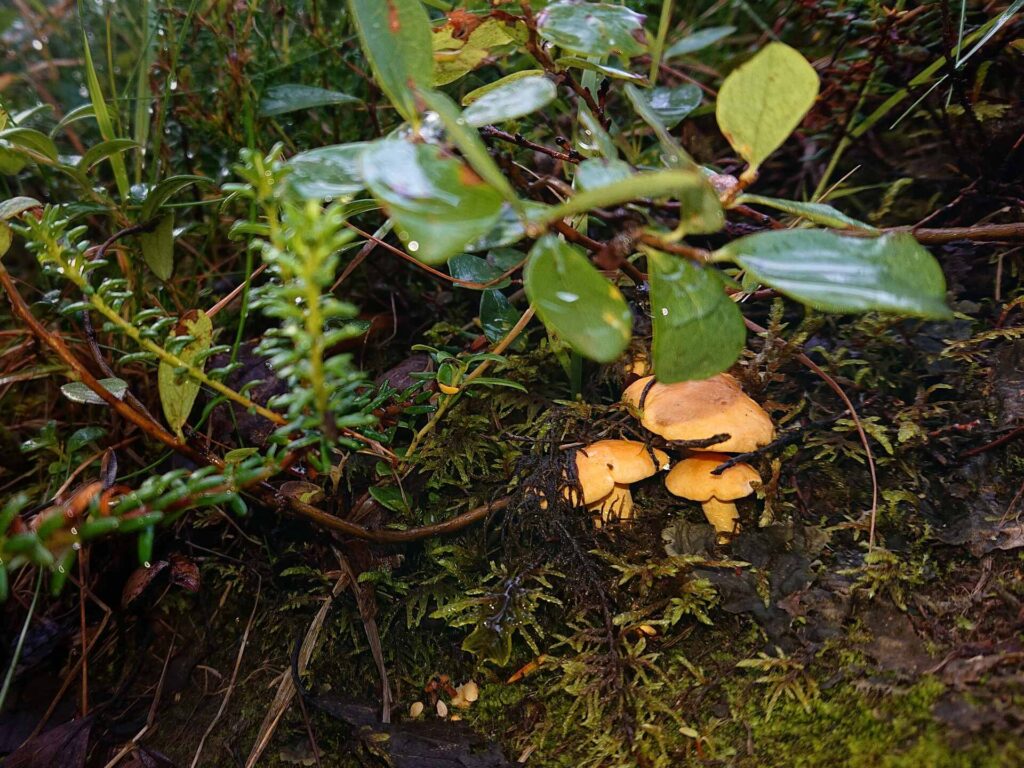 Chanterelle in Bodø