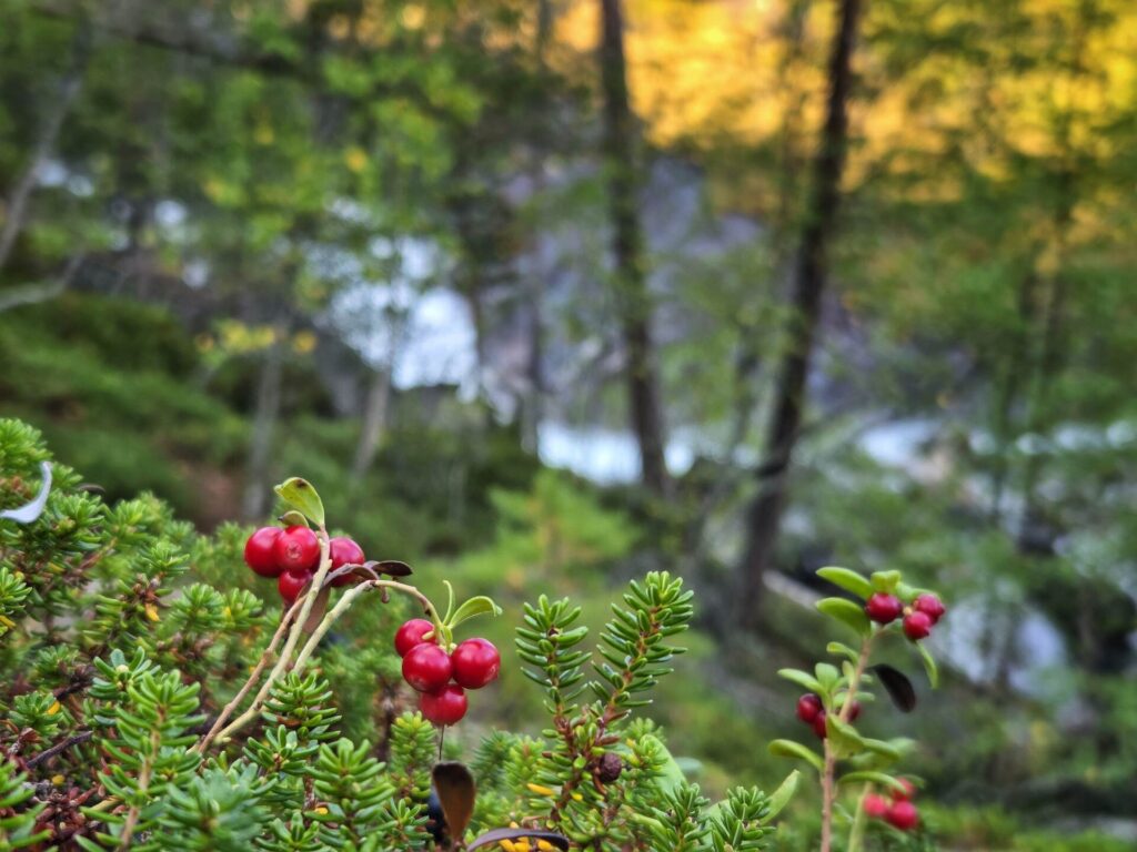 Lingonberry in northern norway