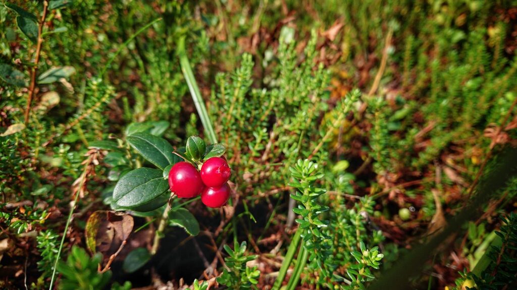 lingonberry in bodø