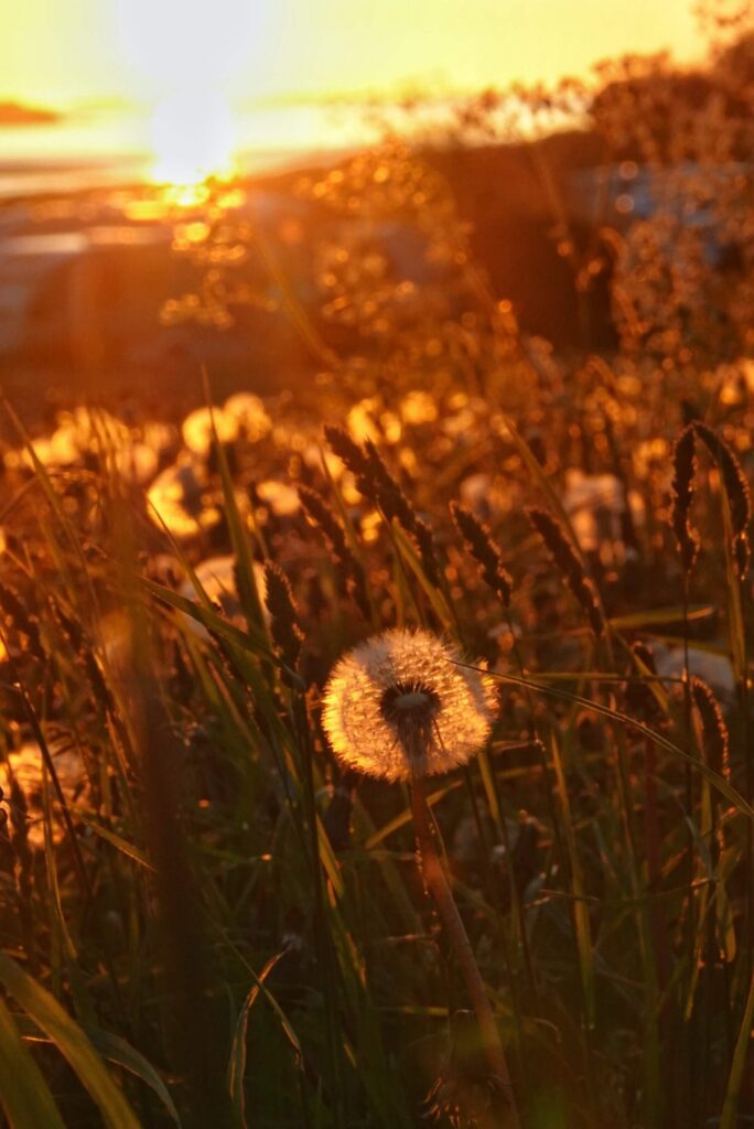 Midnight sun in Bodø