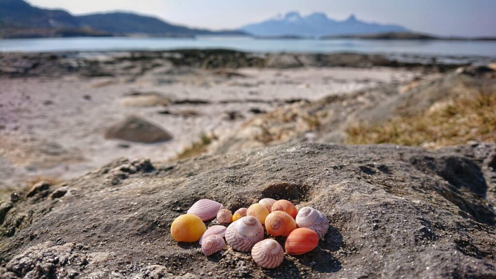 Colorful shells at Mjelle, Bodø