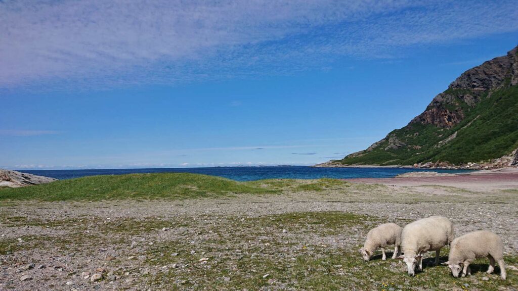 Sheep grazing at Mjelle