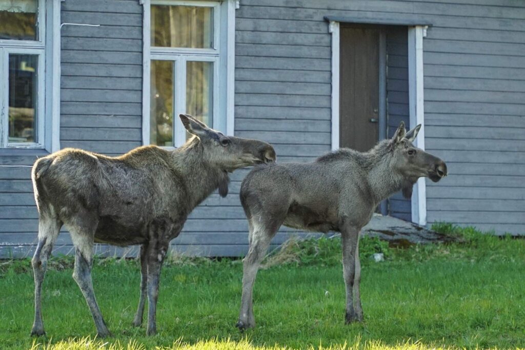 Moose outside your door near Bodø