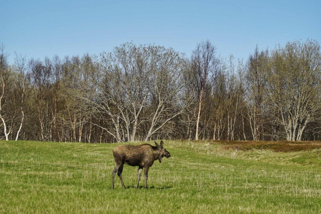 Moose in Bodø region