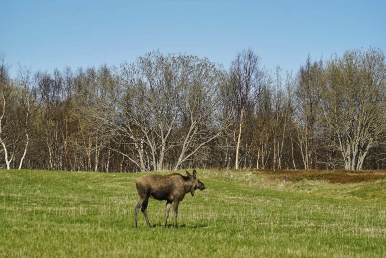 Moose in Bodø region