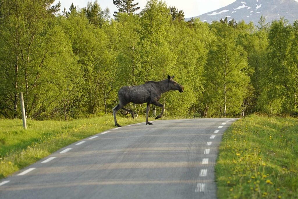 Moose crossing street near Bodø