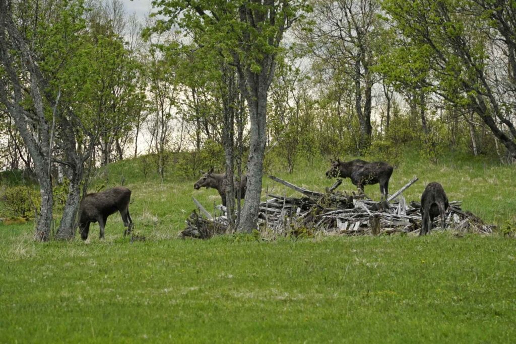 Gathering of moose near Bodø