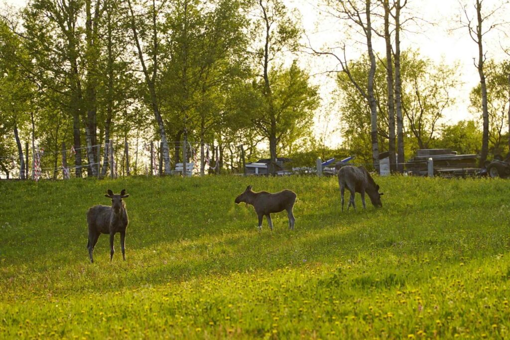 Moose gathering outside of Bodø