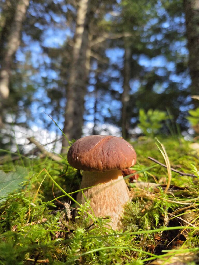 Penny bun / king bolete in Bodø