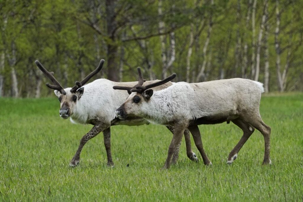 reindeer near Bodø