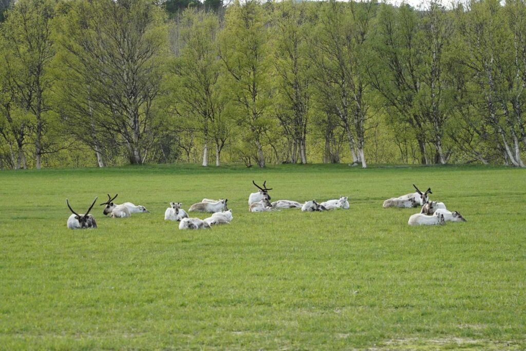 Reindeer lounging near Bodø