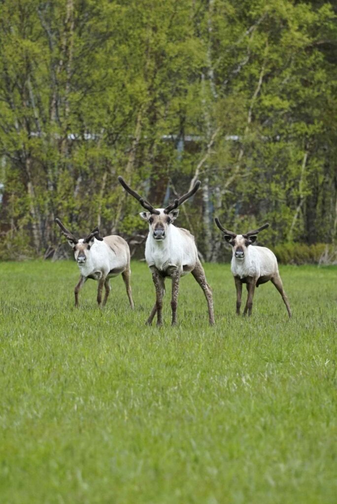 reindeer near Bodø