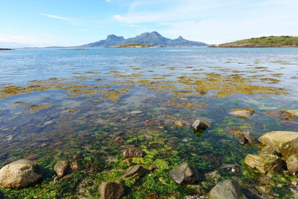 seaweed and landegode in bodø
