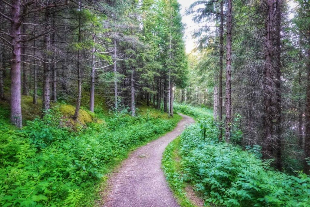 Forest trail to waterfall near Bodø