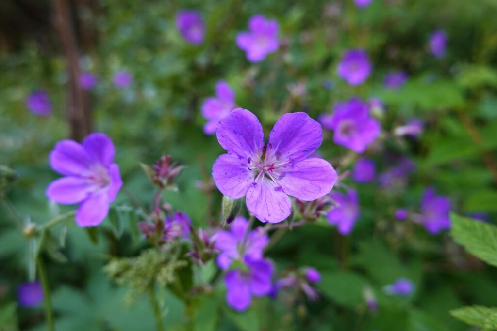 Summer blooms on the way to waterfall near Bodø