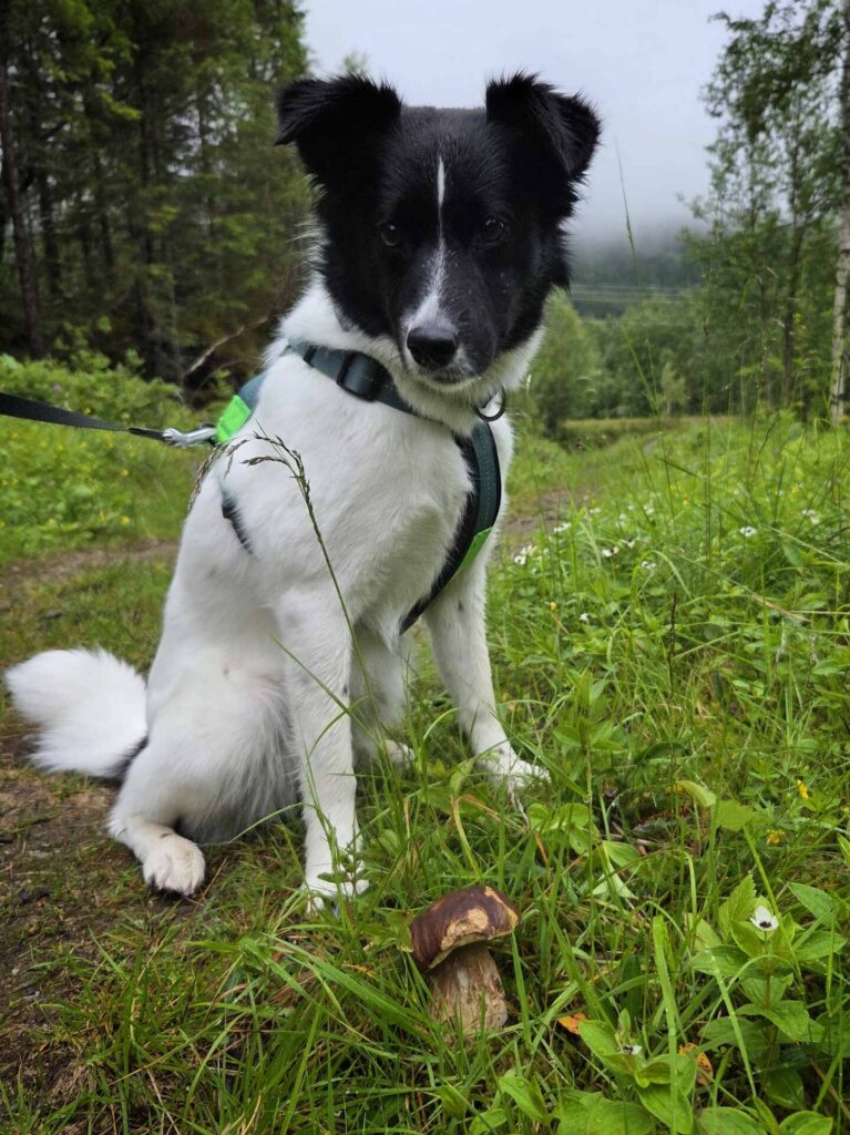 doggie tour