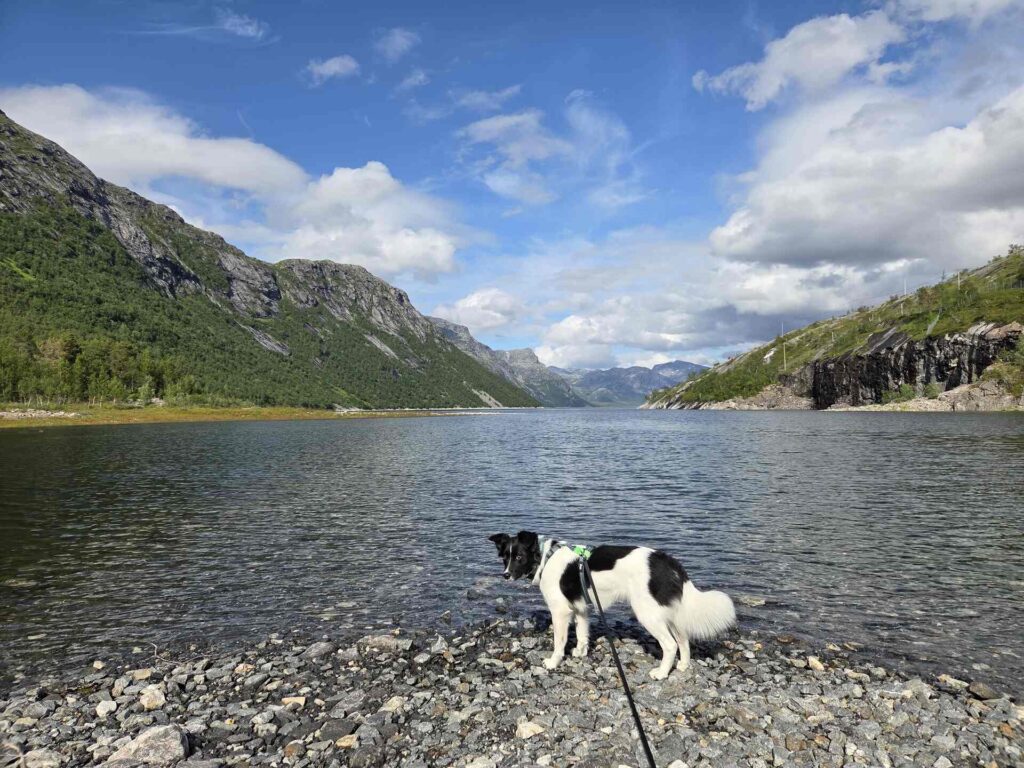 Eksklusiv hundetur i bodø